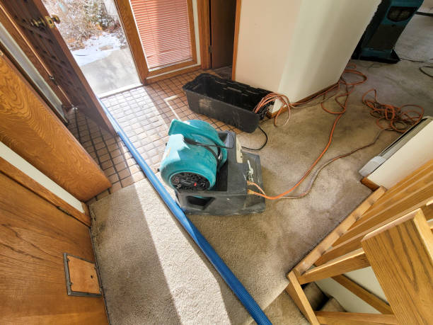 Best Water damage restoration near me  in Level Plains, AL
