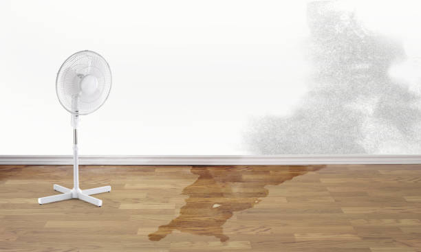 Best Water damage restoration company  in Level Plains, AL