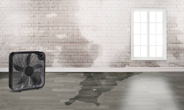 Best Professional water damage repair  in Level Plains, AL