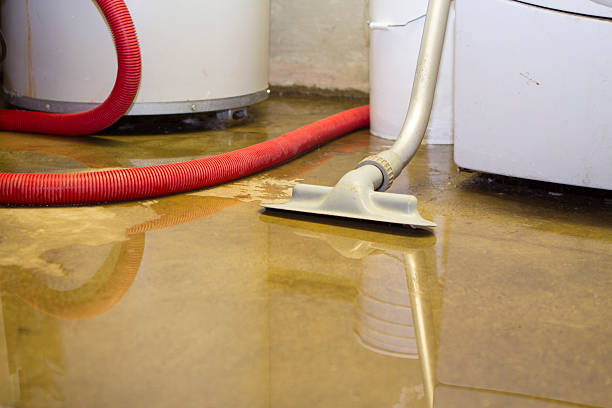 Best Basement water damage restoration  in Level Plains, AL